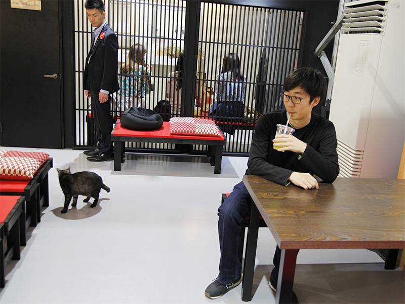 ▲柵で仕切られたスペースに、お茶屋さんがあり、ねこを眺めながら休憩することもできます。